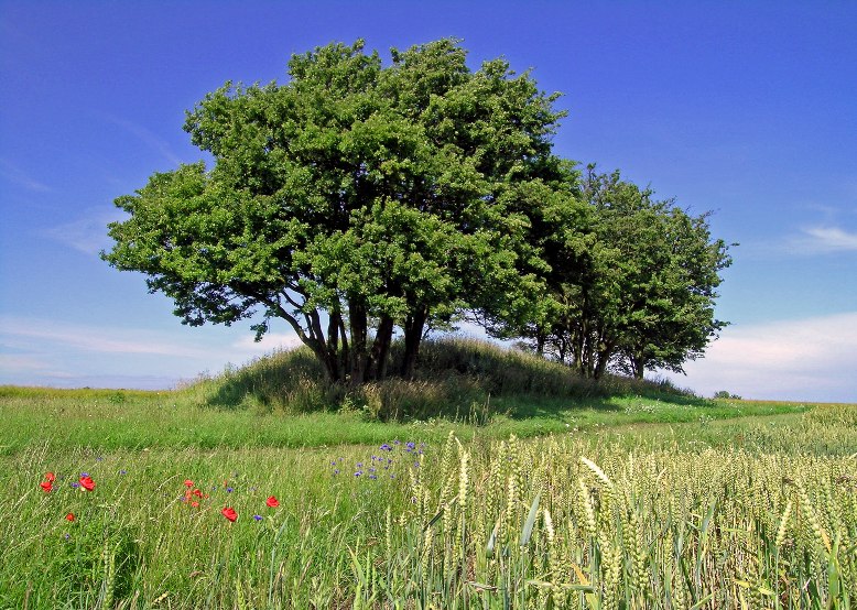 A barrow with guardian stones in the middle of fields, &copy; Arch&auml;o Tour R&uuml;gen