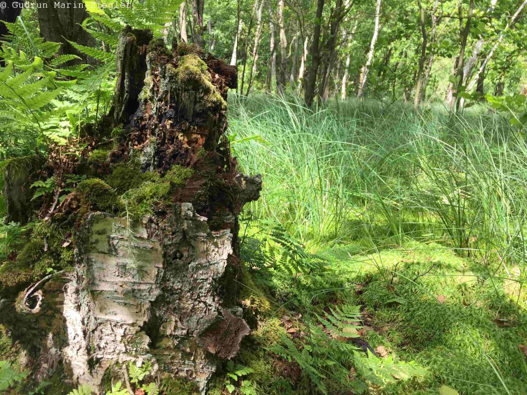 In de swingende hei, &copy; np-msk