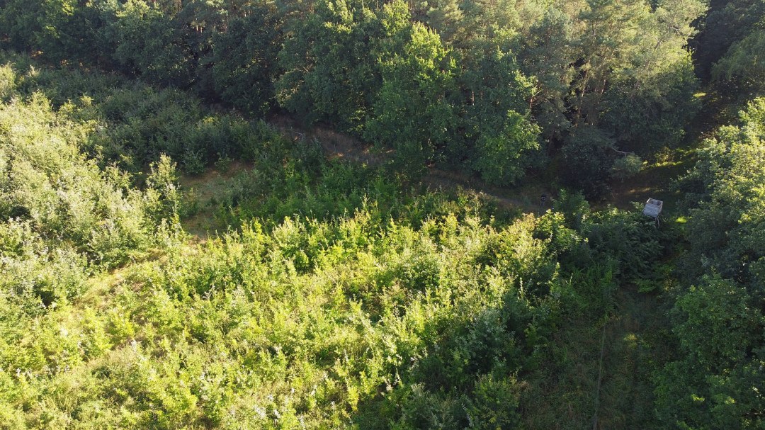 Klimatyczny las Bad Kleinen, © Landesforst MV