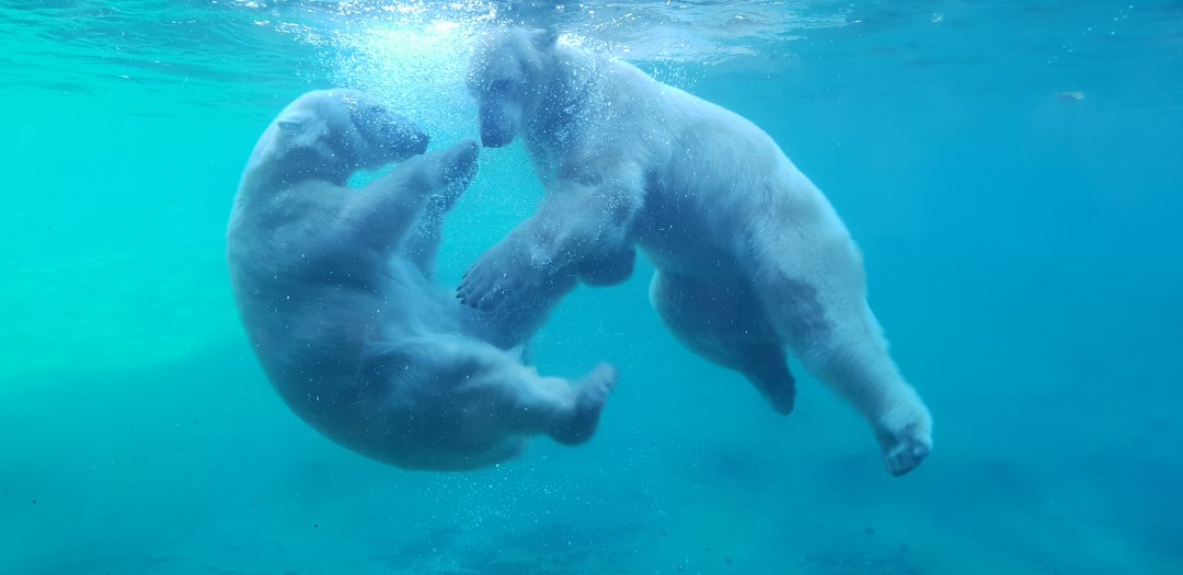 Niedźwiedzie polarne z bliska w Polarium, © Zoo Rostock/Bruhn