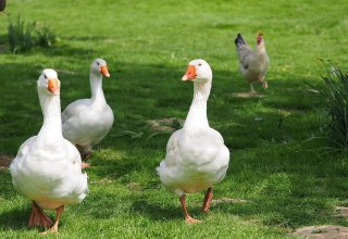 On the farm, besides geese, live cows, chickens, rabbits and cats. // &copy; Ferienhof Hafflandsichten