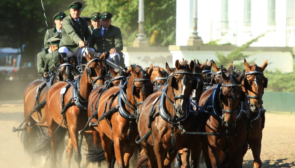 The big multiple carriage - a highlight at the stallion parades, &copy; Archiv Landgest&uuml;t Redefin