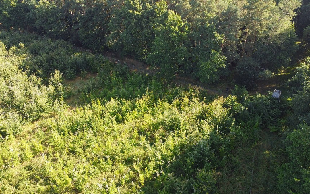 Klimaatbos Bad Kleinen, © Landesforst MV