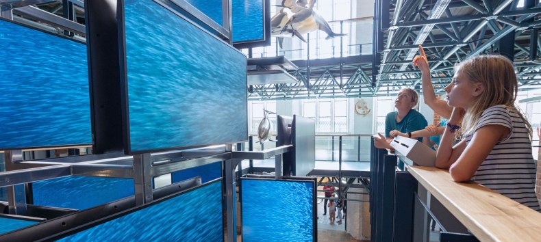 Een door de media in sc&egrave;ne gezette school sardines maakt deel uit van de installatie bij de ingang van het MEERESMUSEUM, die vanaf drie verdiepingen te bewonderen is // &copy; Anke Neumeister/Deutsches Meeresmuseum