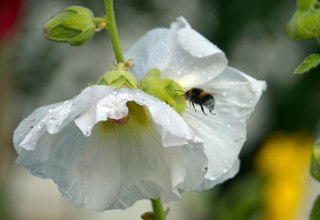 Bumblebee in search of food // &copy; Karsten Peter