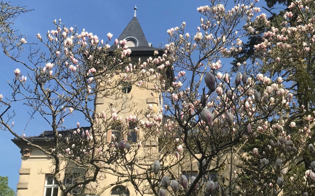 Schloss Hohenbrünzow Zuid: de magnolia ontvouwt haar bloeiende pracht ..., © Gernot Pohl 2019