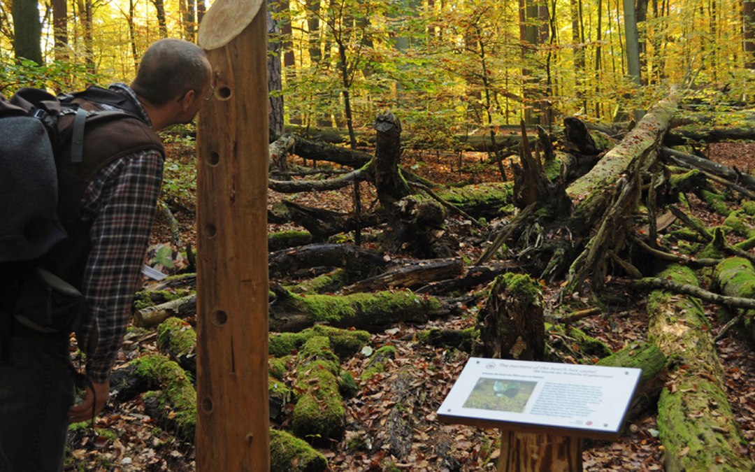 View of a fallen beech tree, © Nationalparkamt Müritz / Lüthi-Herrmann