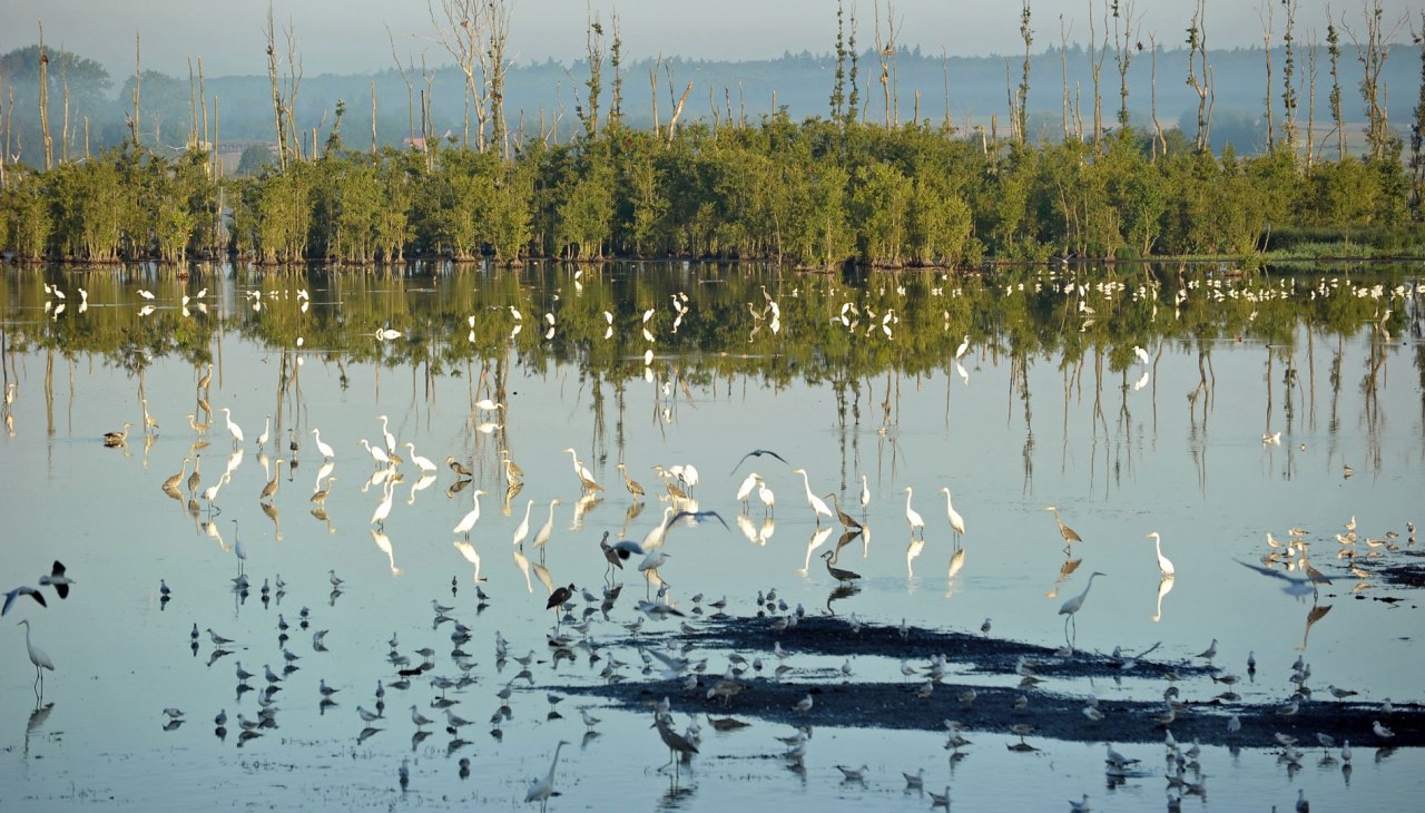 Torfowiska w pobliżu Aalbude
Na północ od jeziora Kummerow, © Inka Oehmcke Torfowiska w pobliżu Aalbude
Na północ od jeziora Kummerow, © Inka Oehmcke