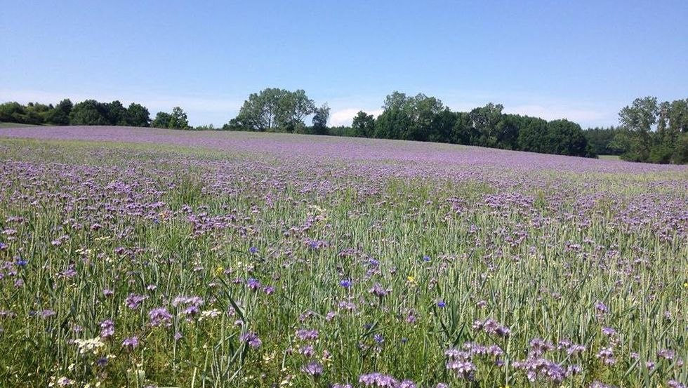 Uitzicht op het naburige veld, © Ferienwohnung Harmonie