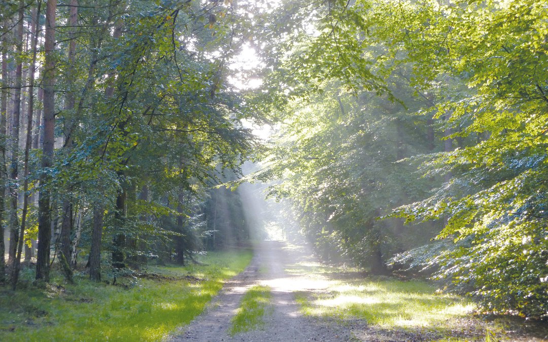 Lente ontwaken k, © Stadt Ribnitz-Damgarten