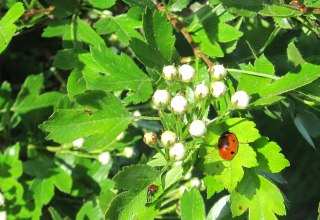 &copy; Kurverwaltung