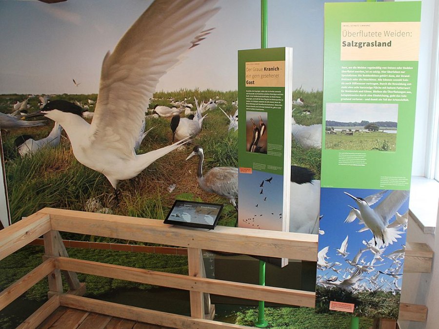 De tentoonstelling in Waase toont de flora en fauna van het Nationaal Park Vorpommersche Boddenlandschaft., © Stephan Macke