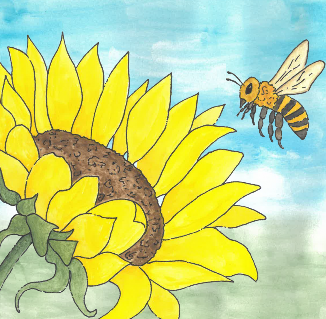 a drawing, bee flies to the sunflower blossom // © Müritzeum a drawing, bee flies to the sunflower blossom // © Müritzeum