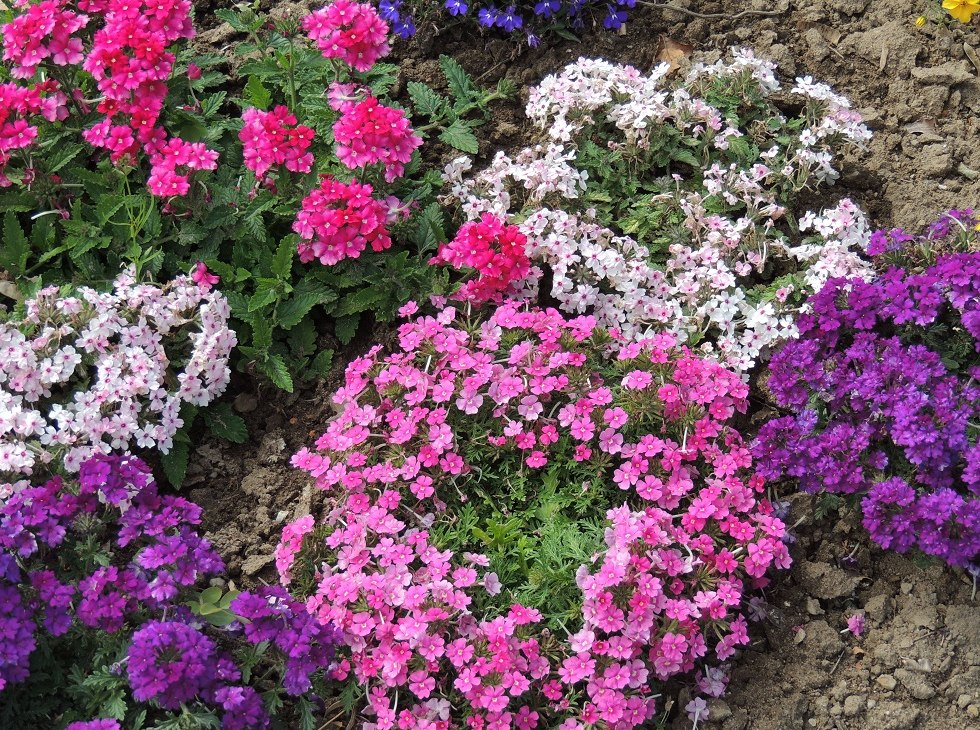 Bloeiende pracht in de showtuin, © Kurverwaltung Insel Poel