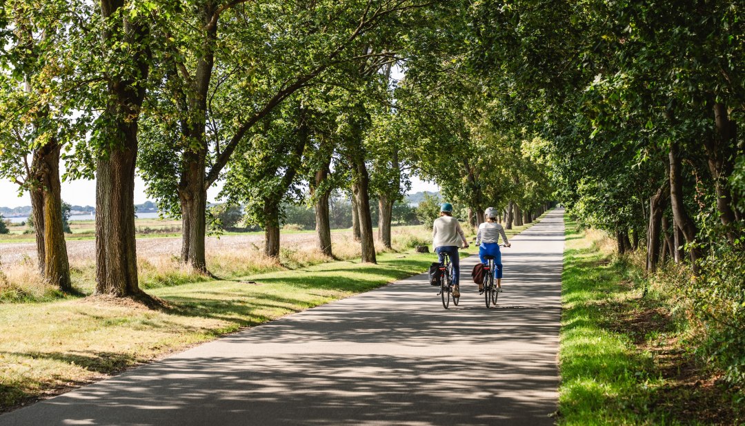 Dwóch rowerzystów na wysadzanej drzewami ścieżce rowerowej w pobliżu Loissin z widokiem na krajobraz Bodden. // Ścieżka rowerowa w pobliżu Loissin prowadzi przez nadmorski krajobraz pod zacienionymi drzewami. Wzdłuż trasy ciągną się pola, a widok rozciąga się na wody zatoki. Pedałując tutaj, można poczuć ogrom i zostawić codzienne życie za sobą. // © MV-T/Gross Dwóch rowerzystów na wysadzanej drzewami ścieżce rowerowej w pobliżu Loissin z widokiem na krajobraz Bodden.