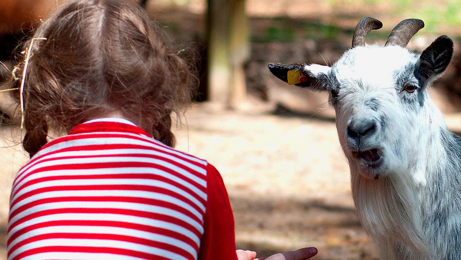 Ontdek kleine en grote knuffels van dichtbij in onze kinderboerderij, © Campingplatz & Ferienhausanlage Banzelvitz