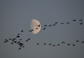 © Wolfgang Stürzbecher