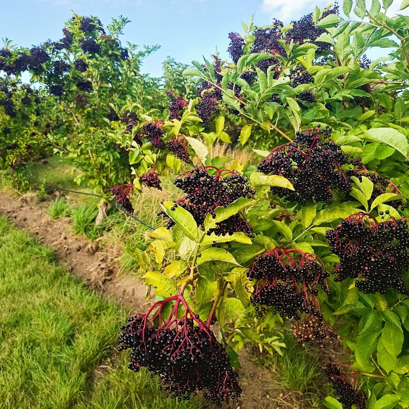 Vlierbessen bij het vlierbessenbedrijf Panckow & Töchter: zelf plukken in het weekend // © Holundergut Panckow & Töchter Vlierbessen bij het vlierbessenbedrijf Panckow & Töchter: zelf plukken in het weekend // © Holundergut Panckow & Töchter
