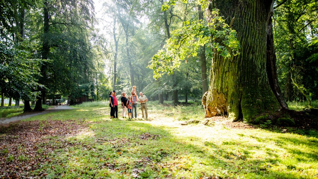 rieseneiche-bestaunen, © Landesforst MV