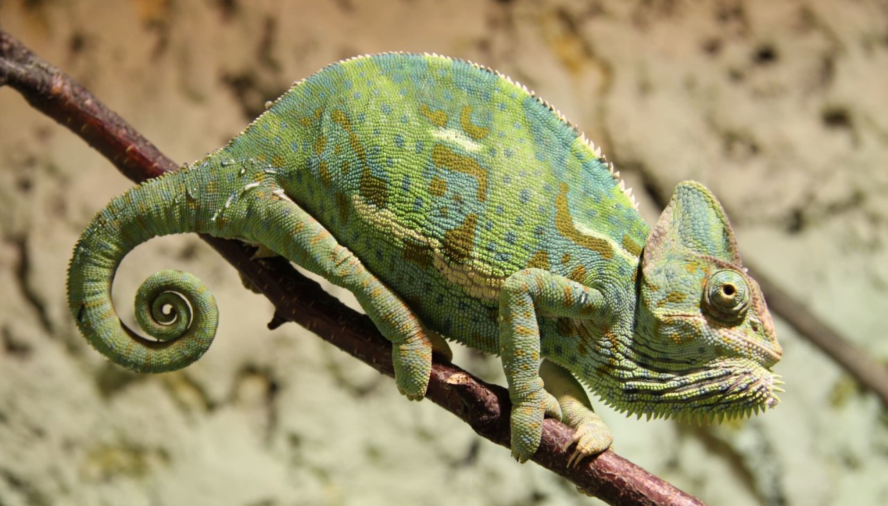 Tropenhaus_Bansin_CopyR_Marcel_Piper (34), © Tropenzoo_Bansin_Marcel_Piper