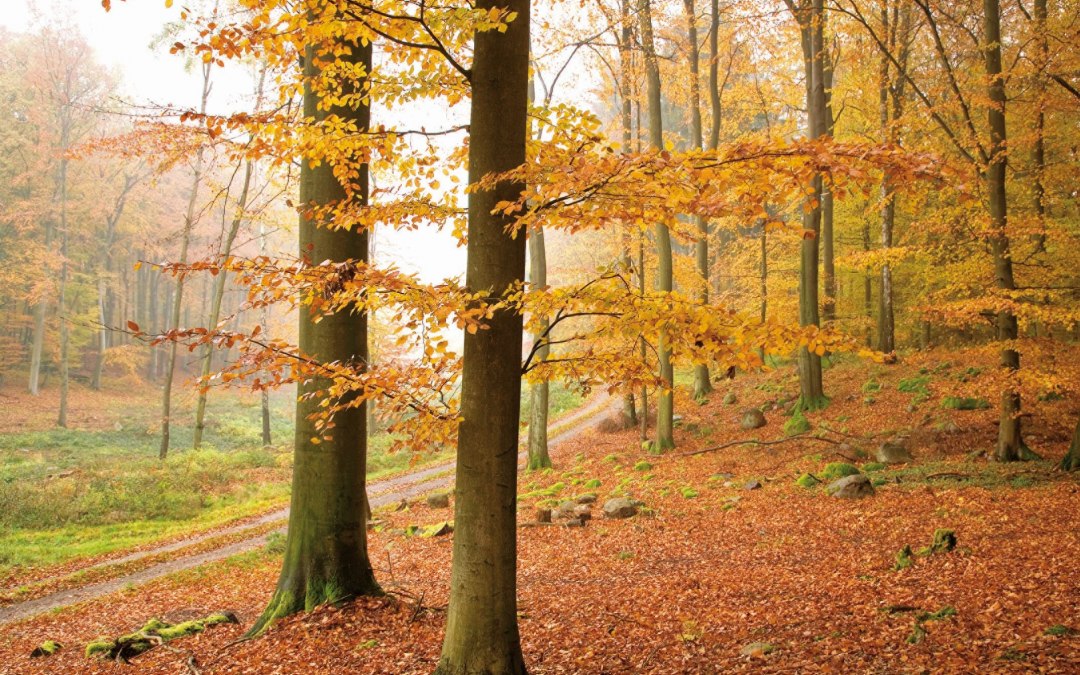 Autumnal forest of beech trees in the Lake Müritz National Park // © MV-T/Steindorf-Sabath Autumnal forest of beech trees in the Lake Müritz National Park // © MV-T/Steindorf-Sabath