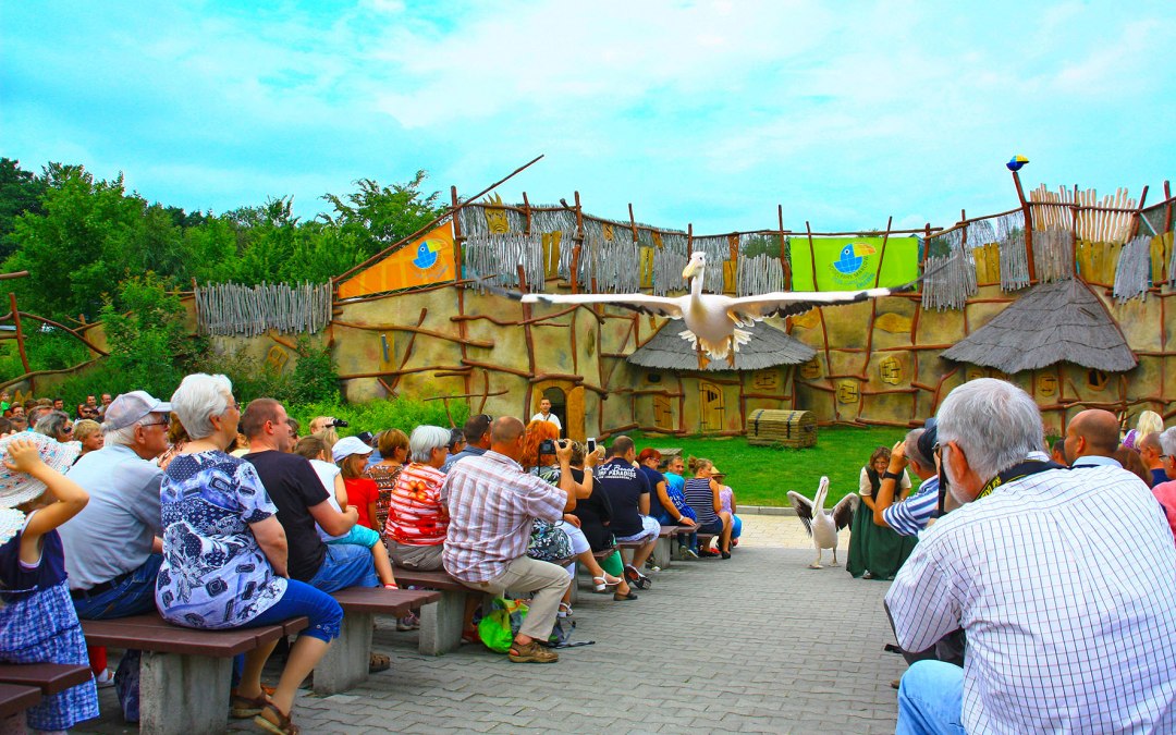 Pelikanen in de dierenshow, © Vogelpark