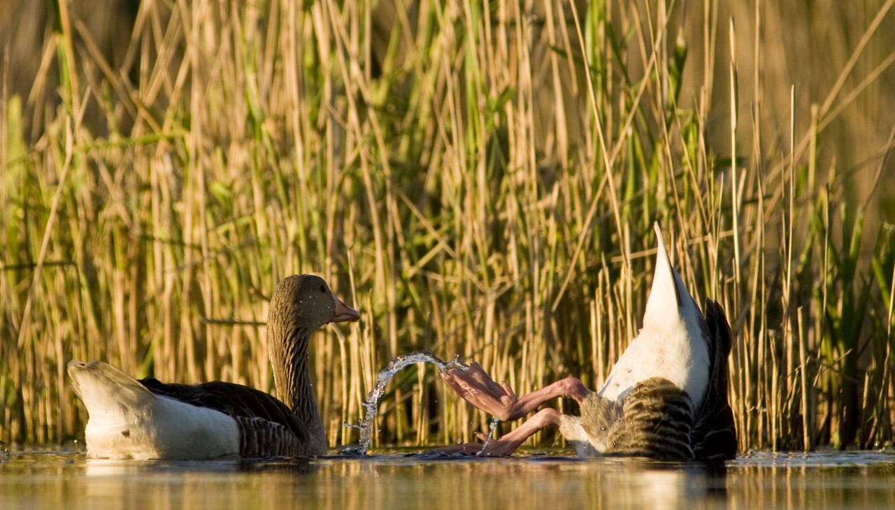 You can experience game viewing on selected tours with our specialized guides., &copy; Jan Noack