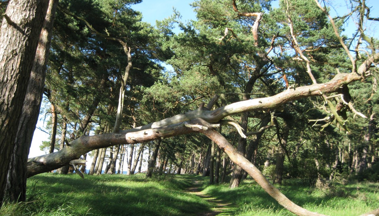 Interessante wandelingen langs het strand en door het kustbos van Ludwigsburg, © Angelika Michaelis