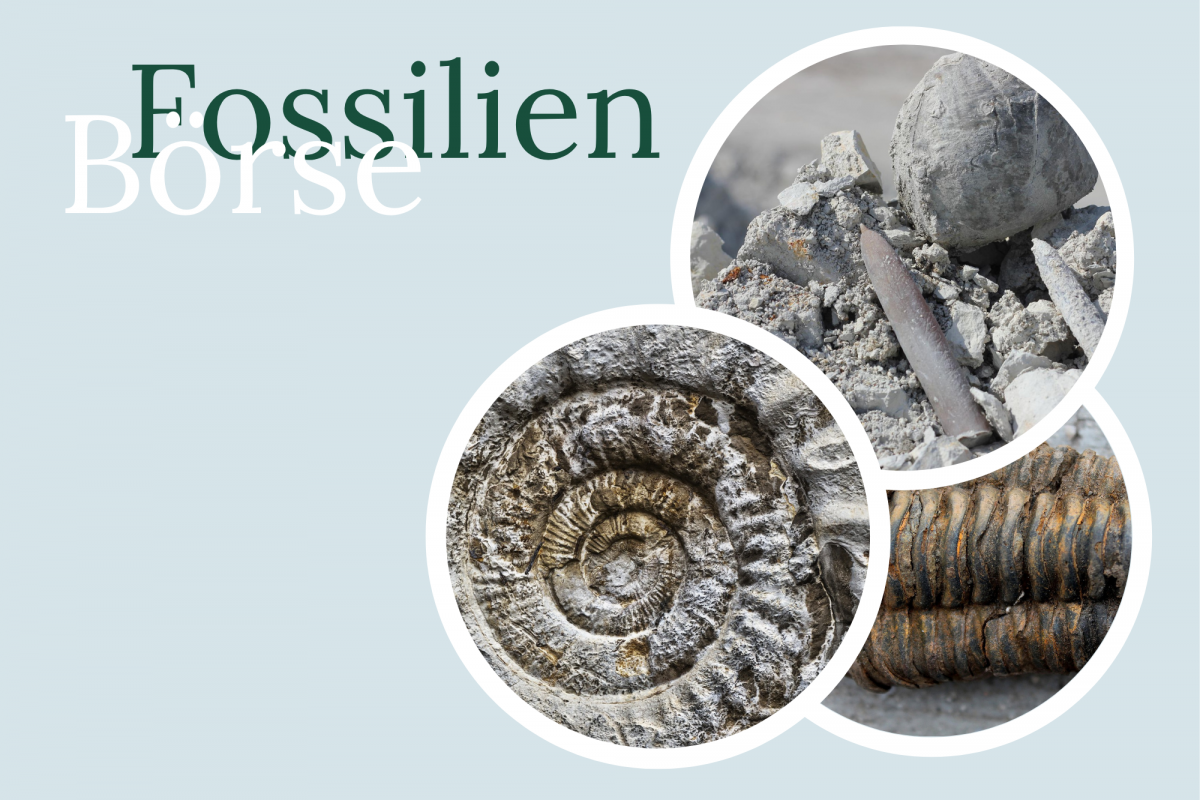 Fossil Exchange IMX (1), &copy; Kurverwaltung Rerik