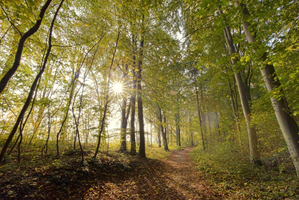 Forest bathing in autumn (c) Kurverwaltung Goehren Martin Stoever_10-2016_P5I4842, © Kurverwaltung Goehren / Martin Stoever