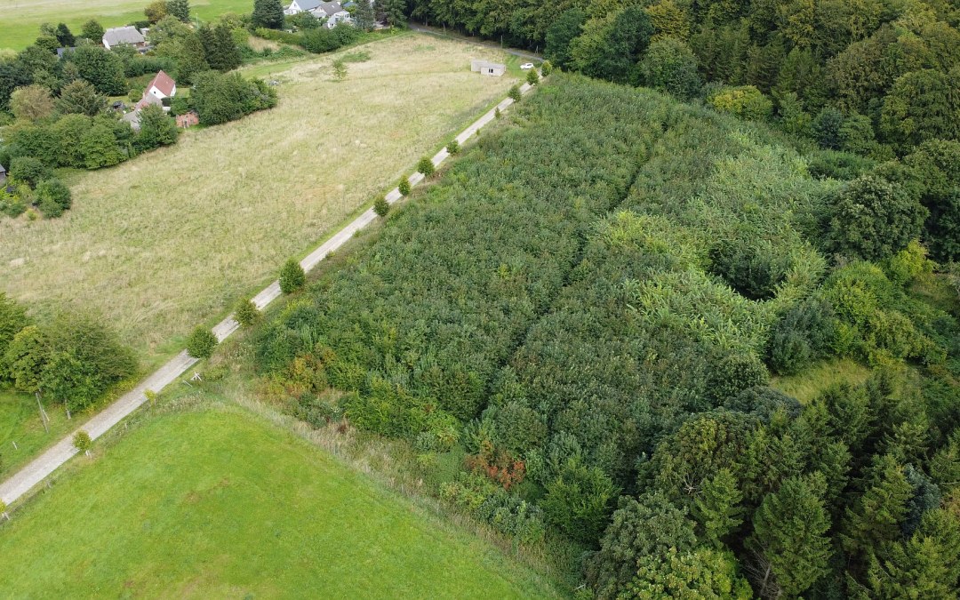 Klimatyczny las Stubnitz, © Landesforst MV
