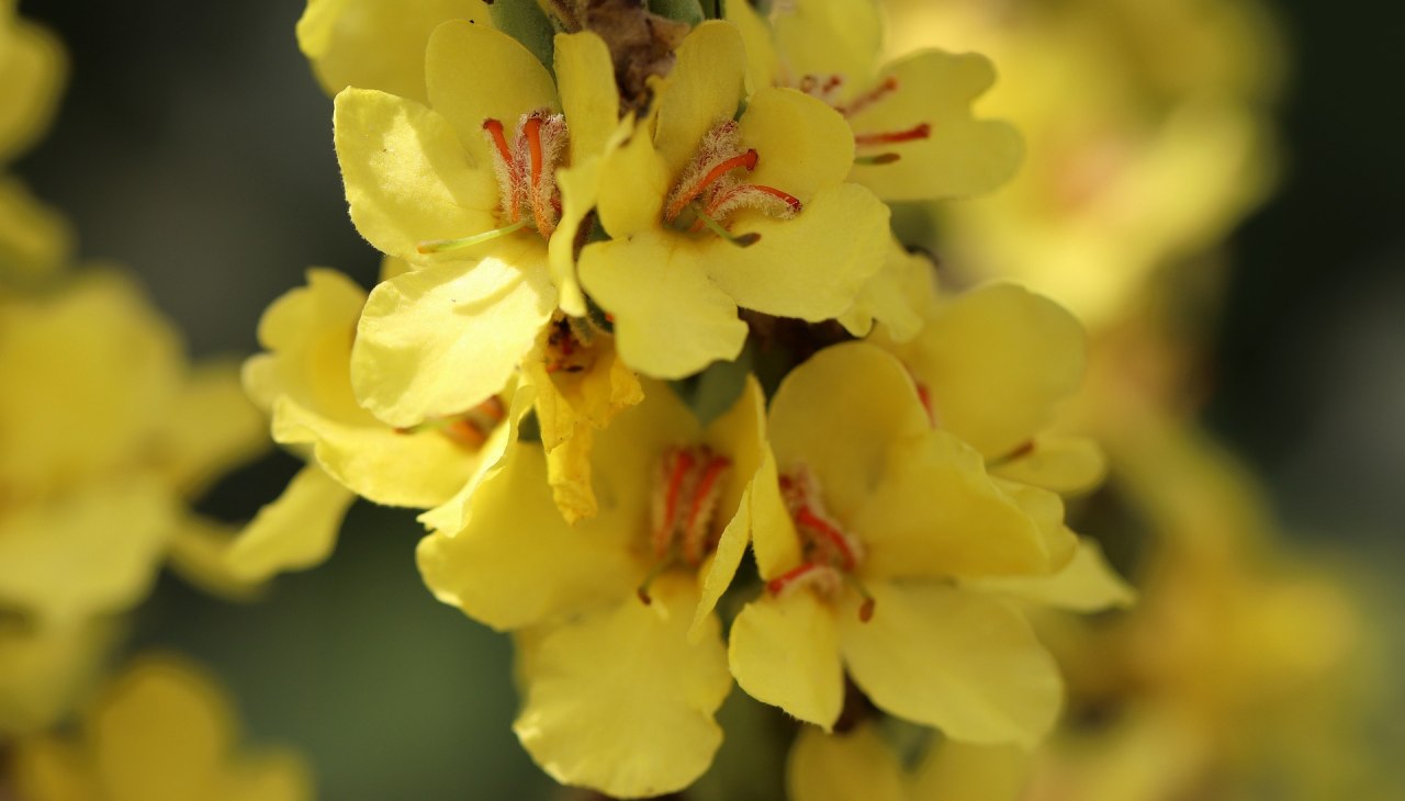 Königskerze (c) Pixabay, © Pixabay