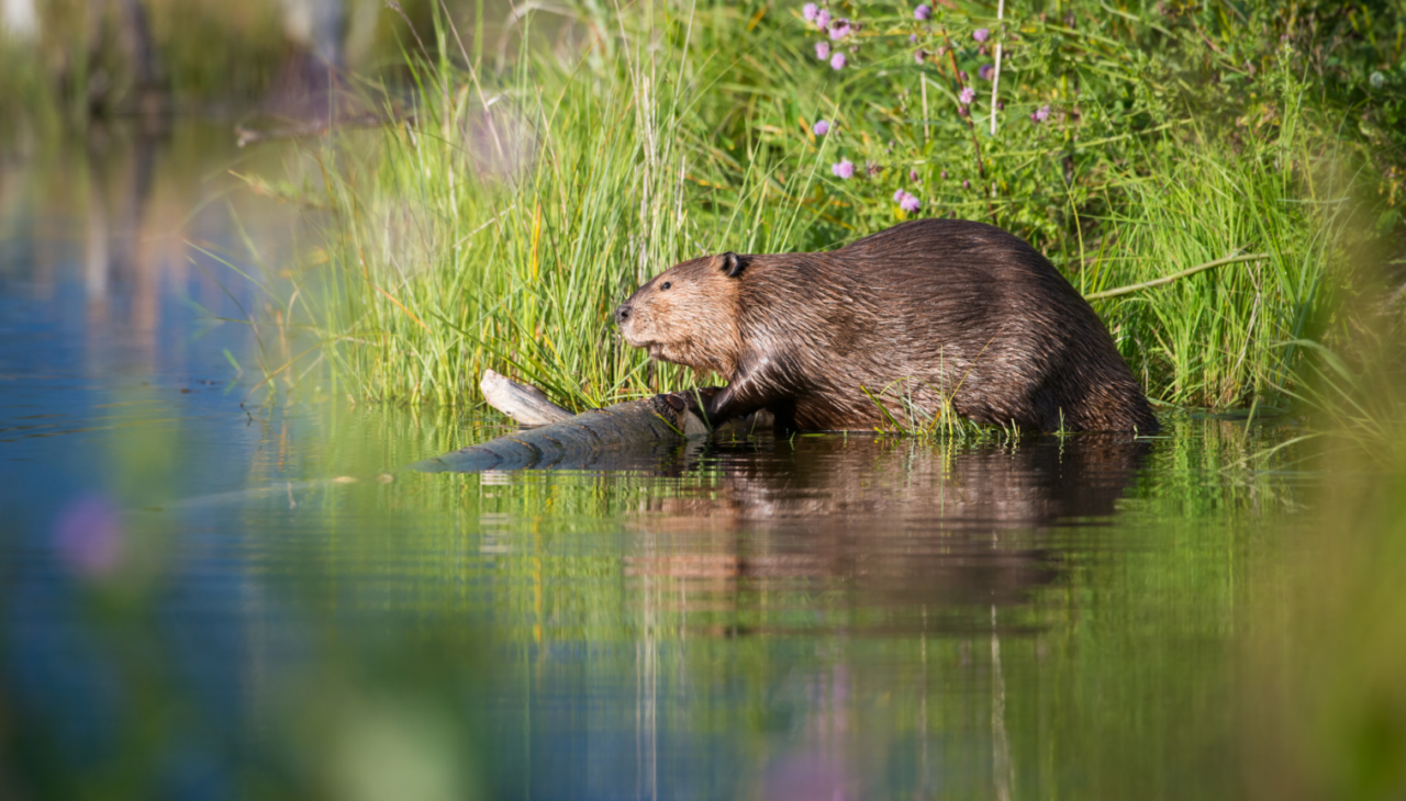 Met een beetje geluk ontdekken we bevers en andere bewoners van de Flusslanden., © Corina Posselt
