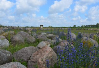 Ogród głazów narzutowych Carwitz // © Bildautor: Kurverwaltung Feldberger Seenlandschaft Ogród głazów narzutowych Carwitz // © Bildautor: Kurverwaltung Feldberger Seenlandschaft