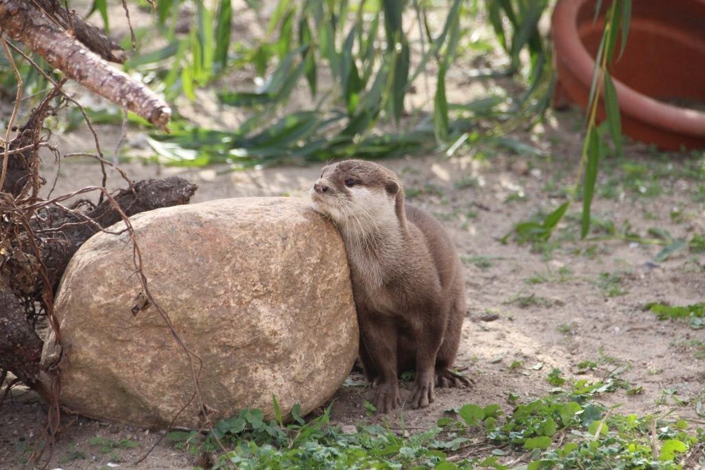 Otter, © Tiererlebnispark Müritz Otter, © Tiererlebnispark Müritz