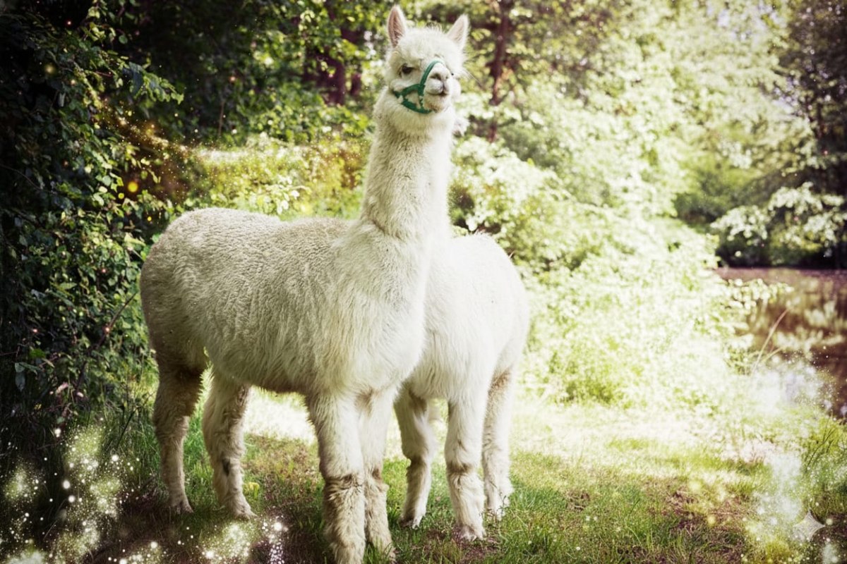 Alpaca's van het landgoed naar het oude huis // © Landgut zur alten Heimat Alpaca's van het landgoed naar het oude huis // © Landgut zur alten Heimat