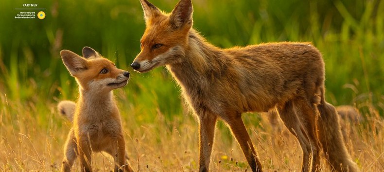 "Fenja, the coastal vixen", © Mario Müller "Fenja, the coastal vixen", © Mario Müller