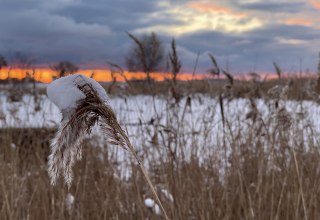 © TZ Südliche Boddenküste © TZ Südliche Boddenküste