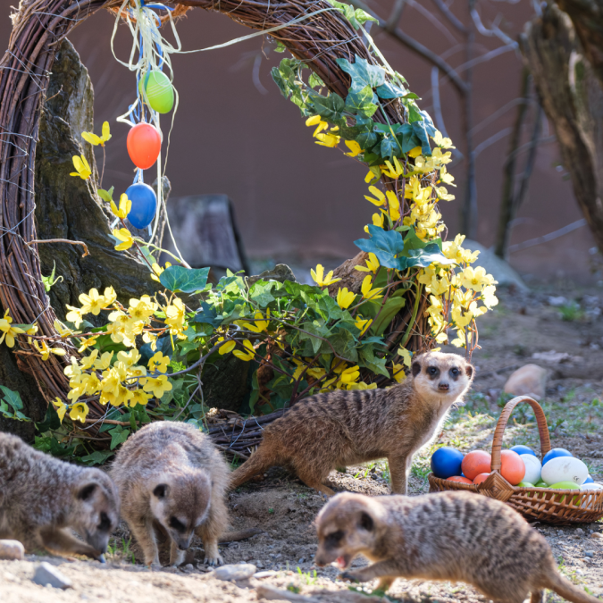 Picture meerkat Easter, &copy; Zoo Schwerin