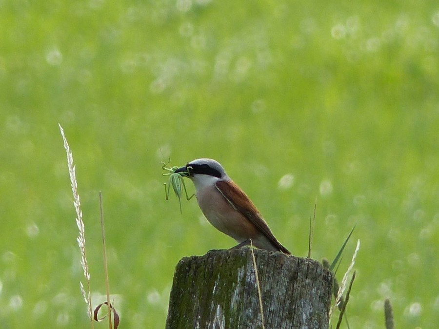 Red-backed Shrike, © Oliver Hellweg