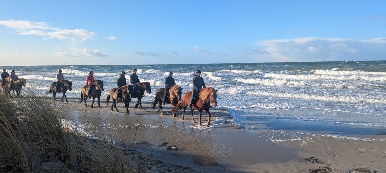 Riding on the Baltic Sea beach // © Islandpferdehof Fischland Riding on the Baltic Sea beach // © Islandpferdehof Fischland