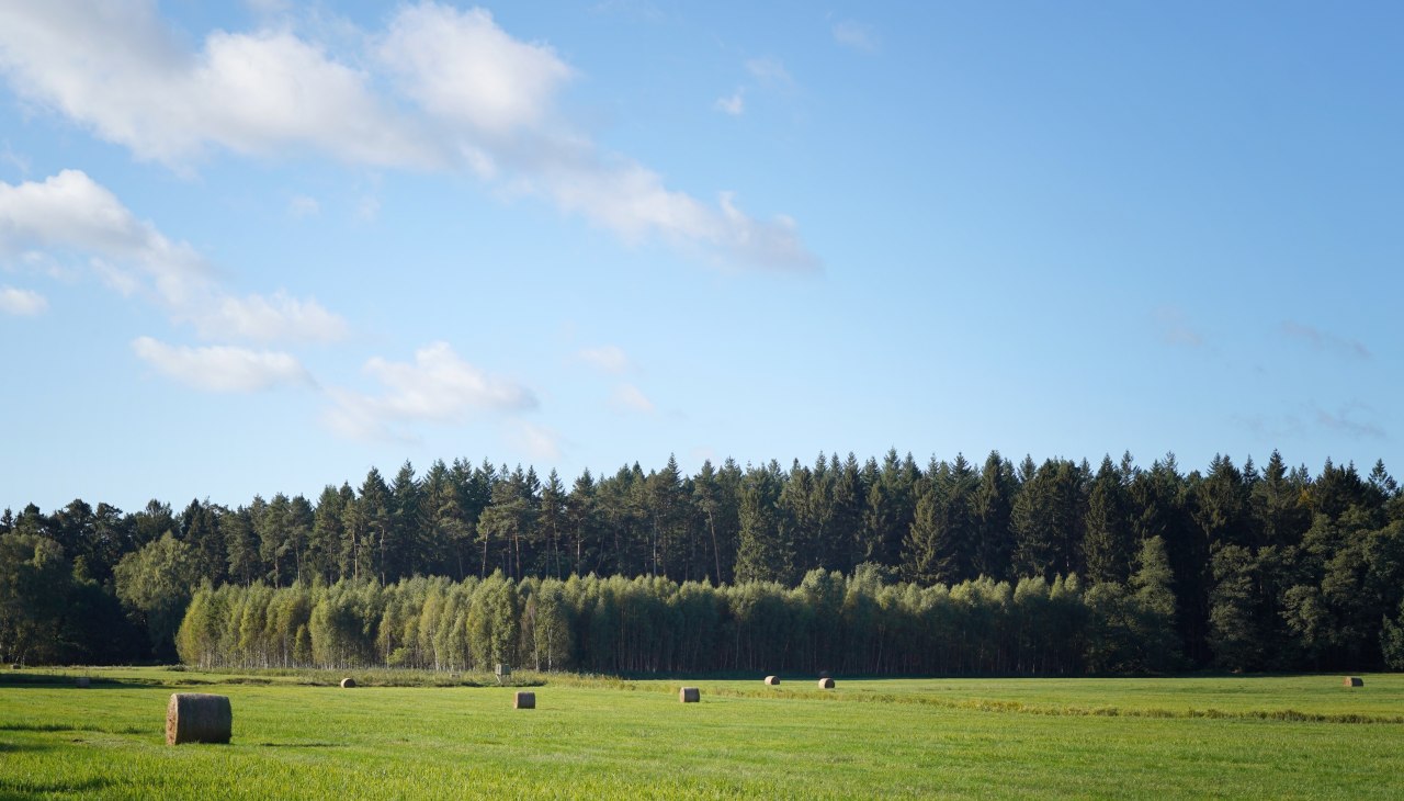 Klimatyczny las Mirow, © Landesforst MV