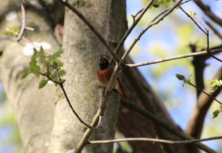 Redstart in a maple tree // &copy; Hannes Brendler