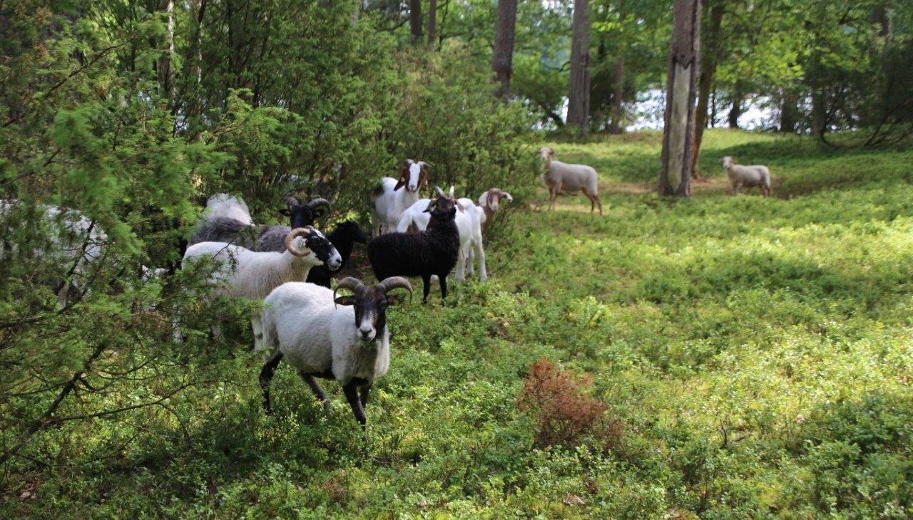 Duin dennenbos_schapen, © Ralf Koch Duin dennenbos_schapen, © Ralf Koch
