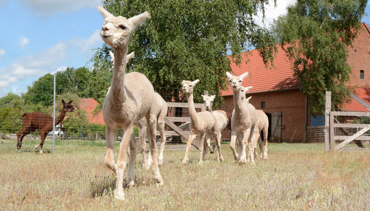 Alpaca's, Boerderij Birkenkamp, &copy; Tourismusverband Mecklenburg-Schwerin