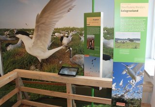 Die Ausstellung in Waase zeigt Flora und Fauna des Nationalparks Vorpommersche Boddenlandschaft // © Stephan Macke Die Ausstellung in Waase zeigt Flora und Fauna des Nationalparks Vorpommersche Boddenlandschaft // © Stephan Macke