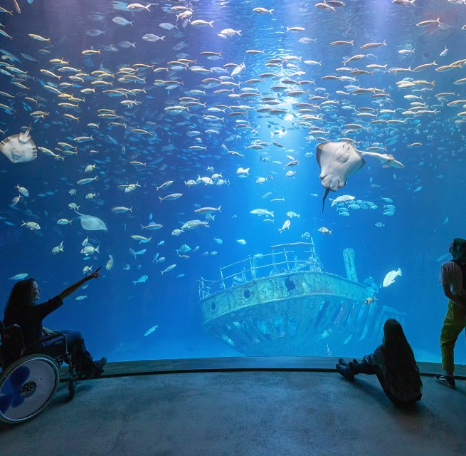 In the largest aquarium "Open Atlantic", schools of mackerel, nurse and smooth dogfish as well as various species of rays swim above the replica of an eleven-meter-long shipwreck (Photo: Anke Neumeister/Deutsches Meeresmuseum), © Deutsches Meeresmuseum