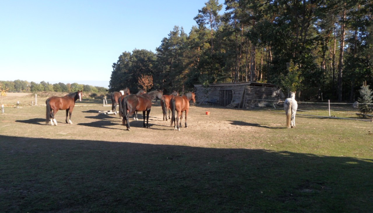 Guest horses in the paddock, © van Eick