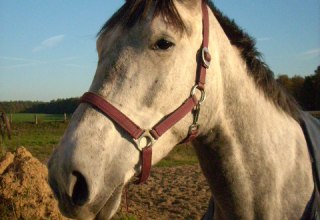 &copy; Malchower Reiterhof