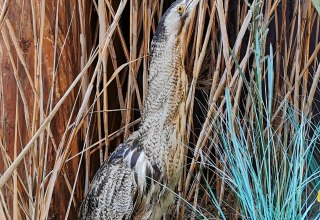 Die Rohrdommel wird wegen ihres Rufes auch "Moorochse" genannt. // &copy; Naturpark Nossentiner/Schwinzer Heide